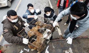 Chinese volunteers rescue dogs destined for restaurants in Chongqing, China